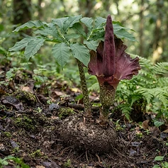 Elephant Foot Yam