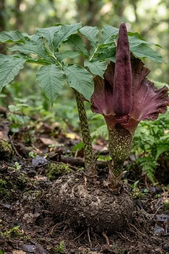 Elephant Foot Yam