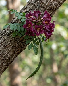 Rose Flower Fragrant Tree