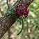Rose Flower Fragrant Tree