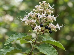 Agnimantha