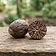 Nutmeg