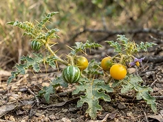 Yellow-berried Nightshade