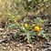 Yellow-berried Nightshade