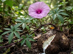 Giant Potato