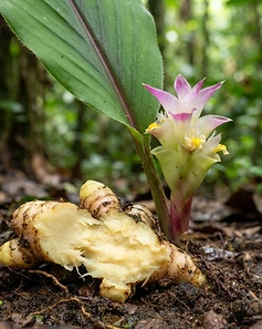 White Turmeric