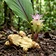 White Turmeric