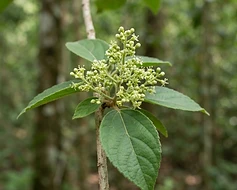 Fire-brand Teak