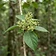 Fire-brand Teak