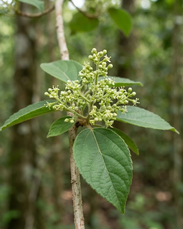 Fire-brand Teak