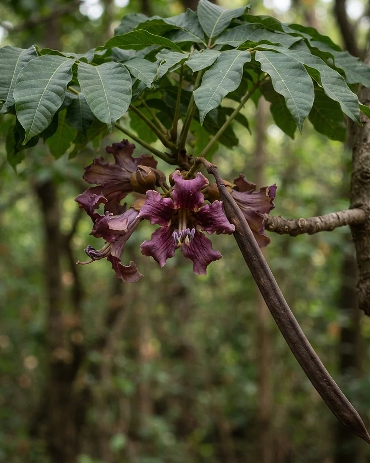Syonaka