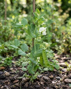 Green Pea