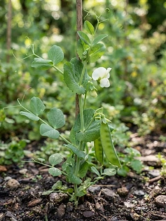 Green Pea