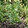 Green Pea