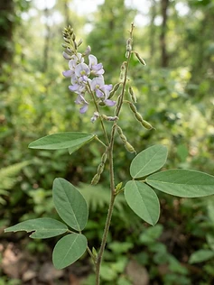 Shalaparni