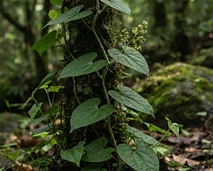 Padha