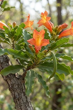 Desert Teak