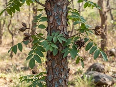 Indian Redwood