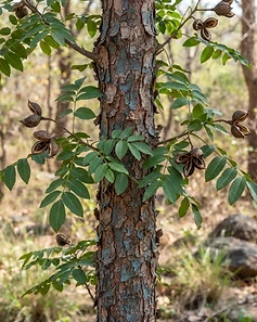 Indian Redwood