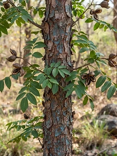 Indian Redwood
