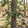 Indian Redwood