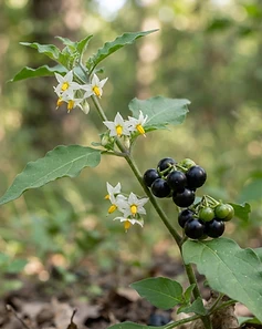 Black Nightshade