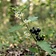 Black Nightshade