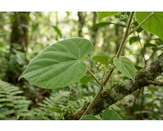 Velvet Leaf