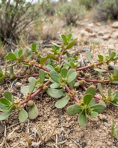 Desert Horse Purslane
