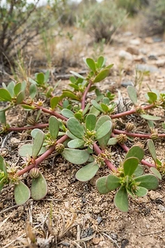 Desert Horse Purslane