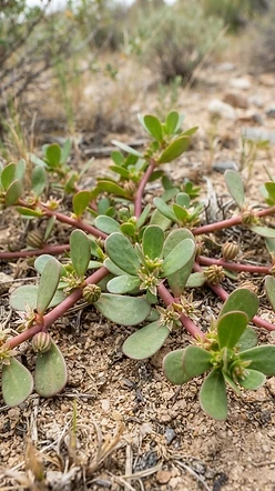 Desert Horse Purslane