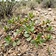 Desert Horse Purslane