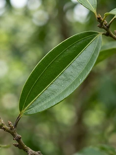 Indian Bay Leaf