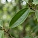 Indian Bay Leaf