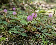 Sensitive Plant