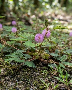 Sensitive Plant