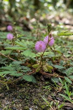 Sensitive Plant