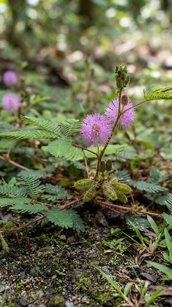 Sensitive Plant