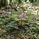 Sensitive Plant