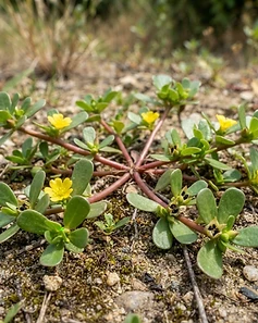 Purslane
