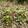 Purslane