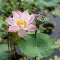Sacred Lotus