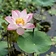 Sacred Lotus