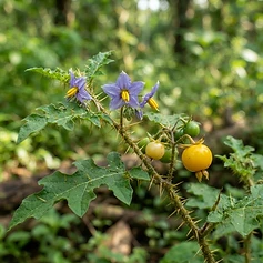 Poison Berry