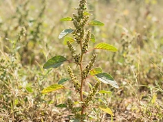 Amaranth