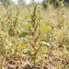 Amaranth