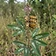 Painted Bush Clover