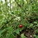 Wild Asparagus Creeper