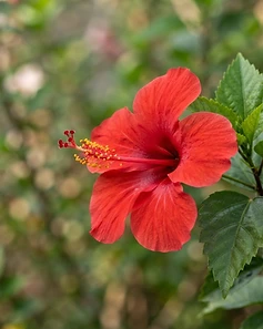 China Rose