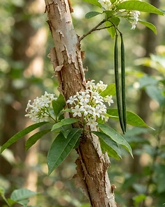 Kurchi Bark